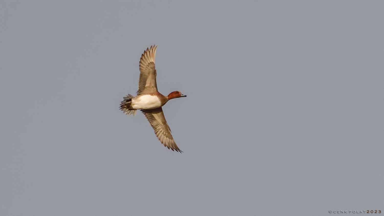 Eurasian Wigeon